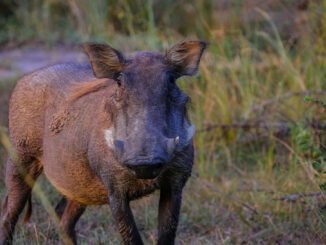 Rheingau-Taunus-Kreis meldet seit Monaten keine neuen ASP-Nachweise und plant Rückzonierung