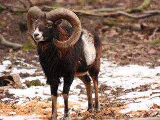 Wie Wildtiere den Winter bewältigen: Führung in der Fasanerie am 13. Dezember