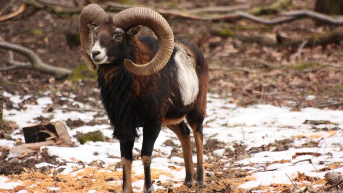 Wie Wildtiere den Winter bewältigen: Führung in der Fasanerie am 13. Dezember